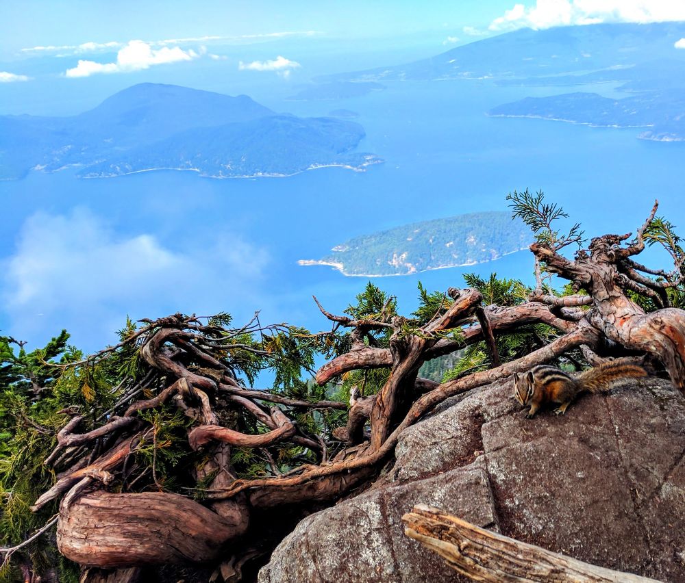 Chipmunk on rock. Gnarled trees with Howe Sound with islands in distance.