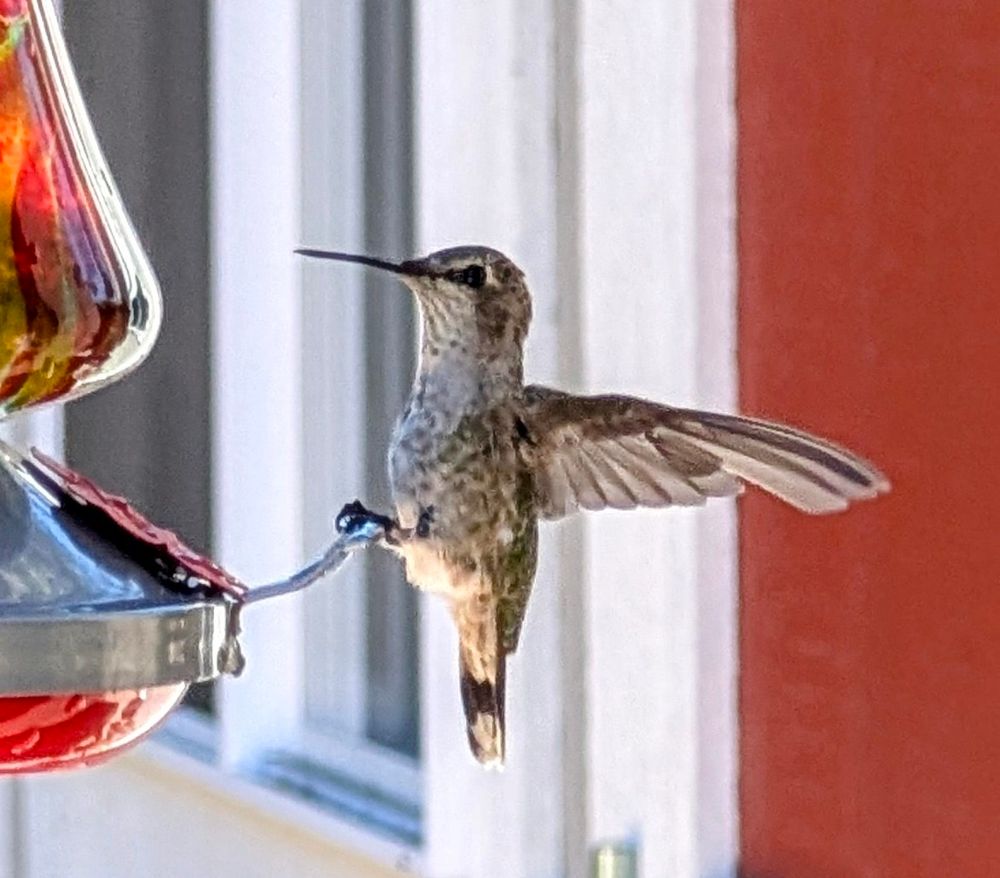 Hummingbird with wings spread clinging to perch on feeder.