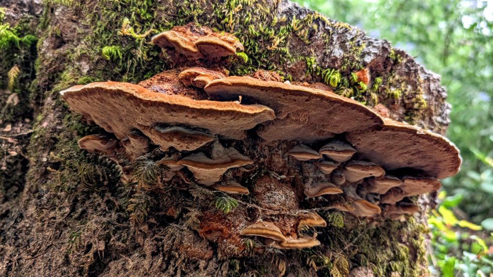 Polypores from underneath on a douglas fir stump.