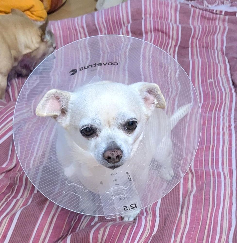Scooby after surgery