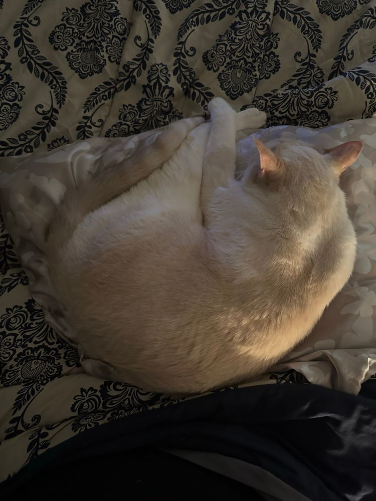 Rafael (cat) curled up on a pillow in my lap sleeping 