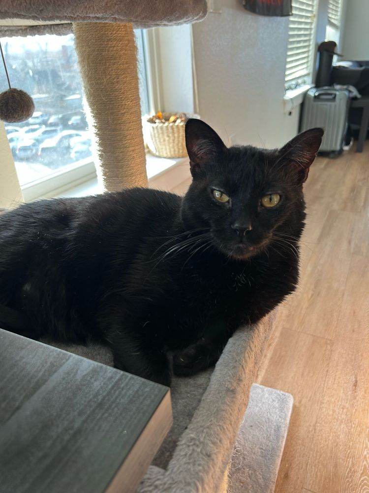 aggie, the black cat in a comfortable laying down position 