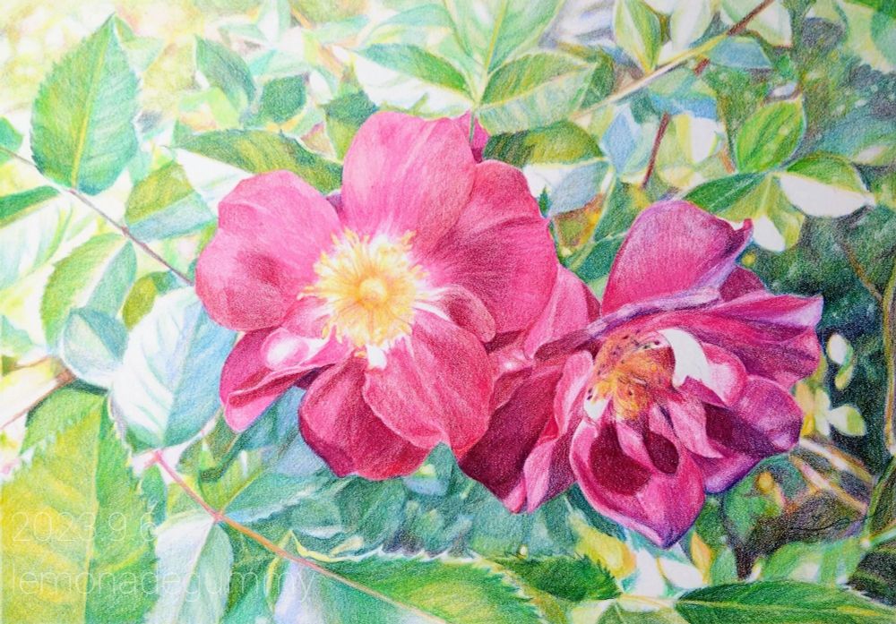 うぐさみさき 油性色鉛筆画 fascinate