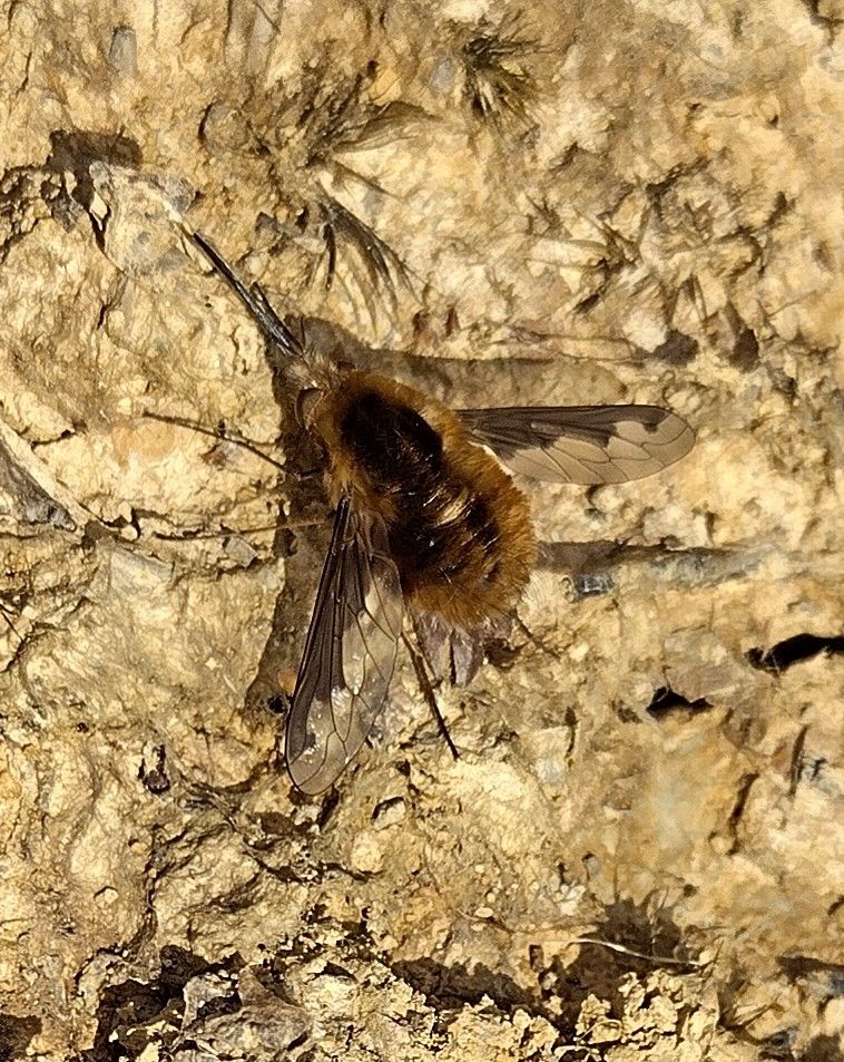 A Dark-edged bee fly basking on a sunlit slope of bare earth.