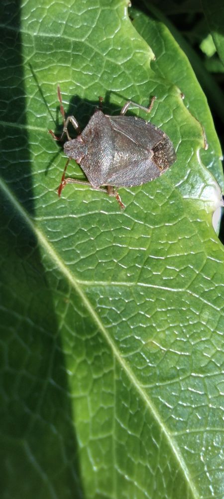 Photo of a Common green shieldbug in its winter colours on a leaf.