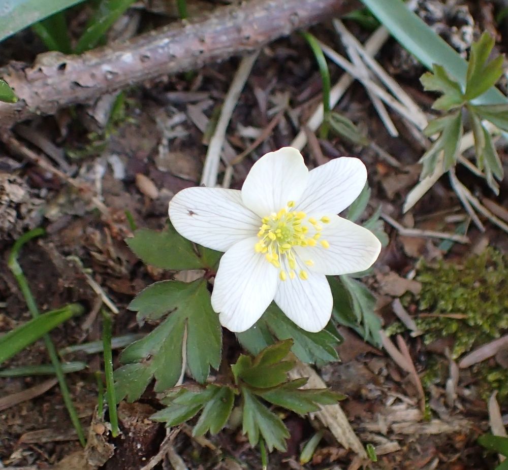 A Wood Anemone flower in an East Sussex woodland.