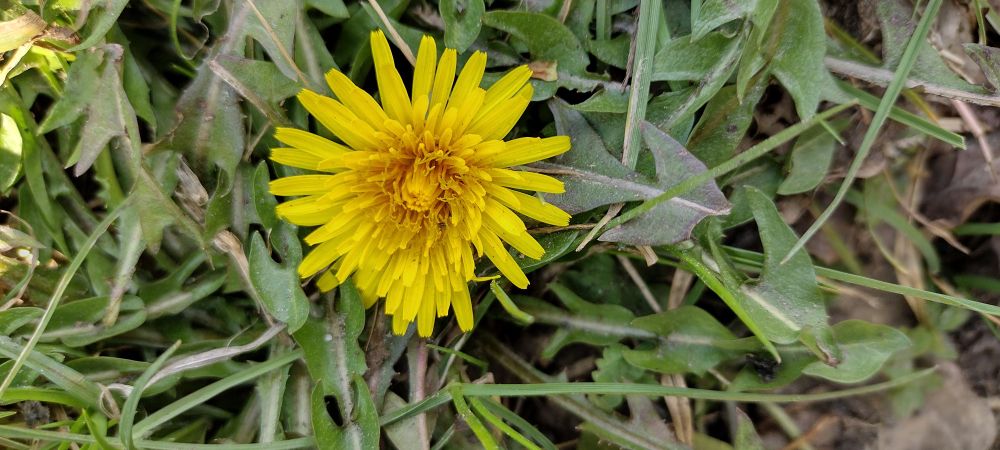 Close-up photo of a dandelion flower in East Sussex.
