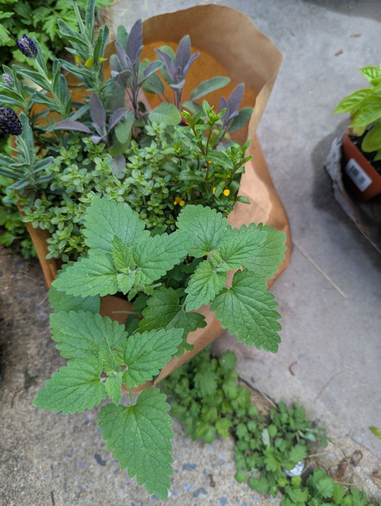 Herbs in a bag needing planting.