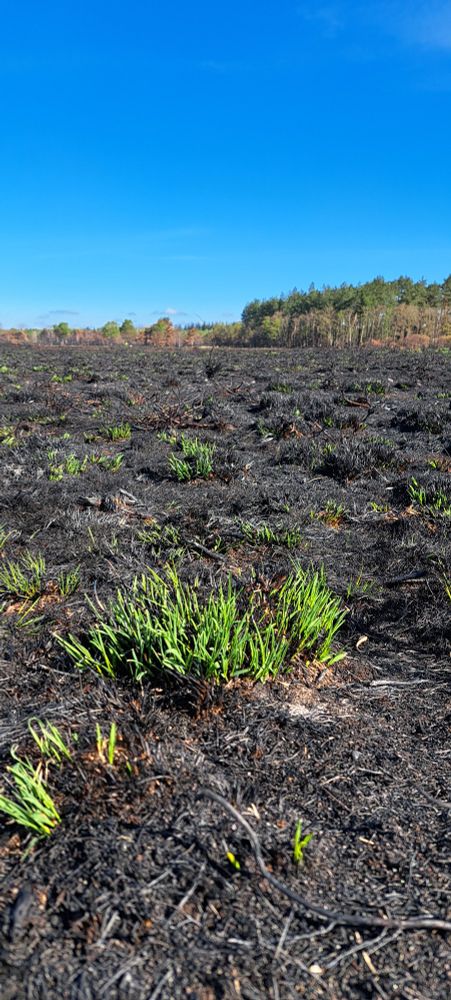 Gras groeit op verschroeide aarde.