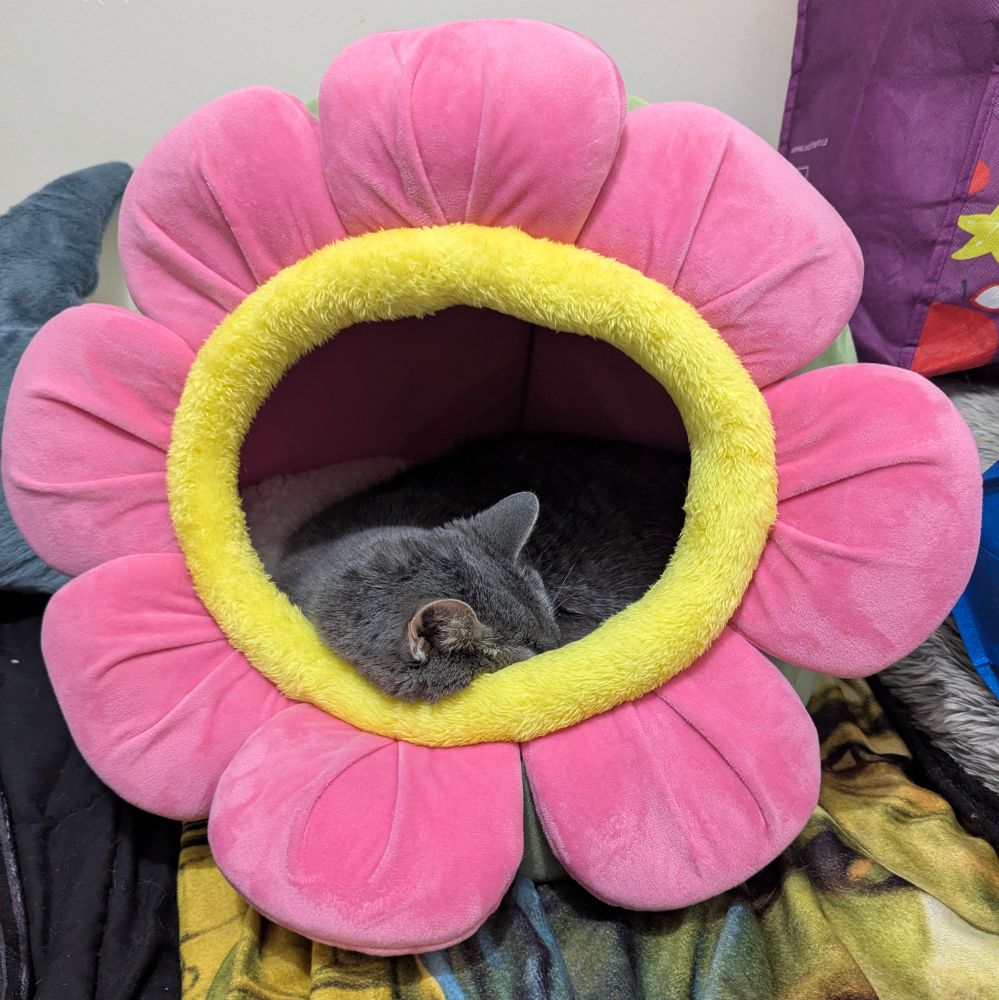 The same cat now snoozing using the edge of the cat bed as a pillow. 