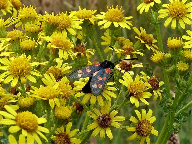 Colour photo of yellow flowers. This image is on Wikimedia Commons, with the following title: "Zygaena filipendulae Cornwall England". If you have taken the time to access this text, may today be nothing but kind to you and yours.