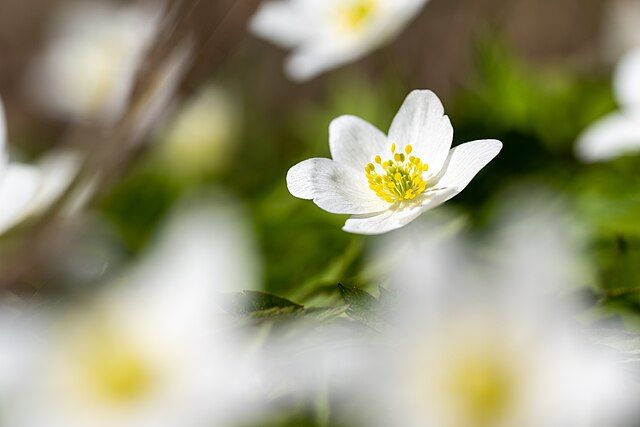 Colour photo of a white flower. This image is on Wikimedia Commons, with the following title: "Spring_flowers_-_Helsinki1". If you have taken the time to access this text, may today be nothing but kind to you and yours.