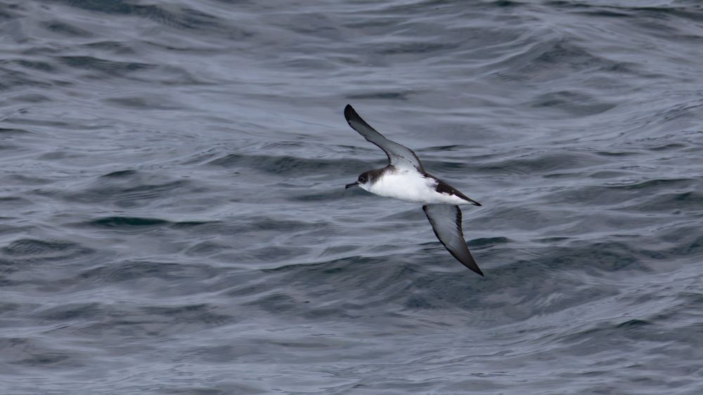 Manx shearwater