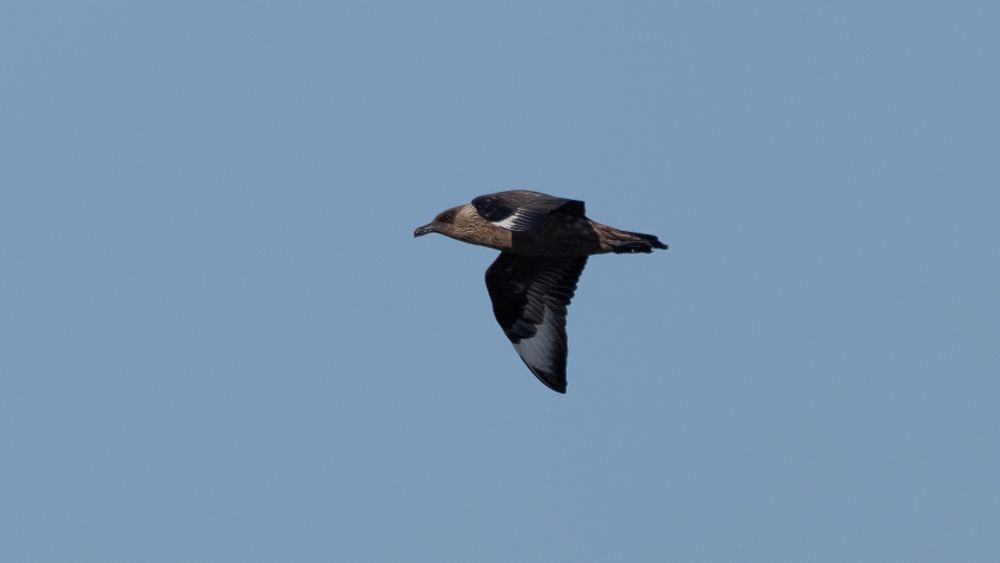 Great skua