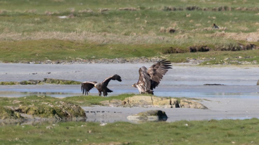 White-tailed eagle, adult and immature