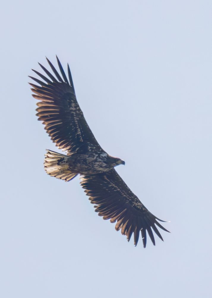 Immature white-tailed eagle