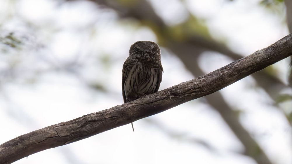 Pygmy owl