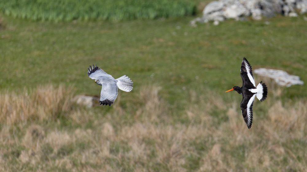 Hen harrier