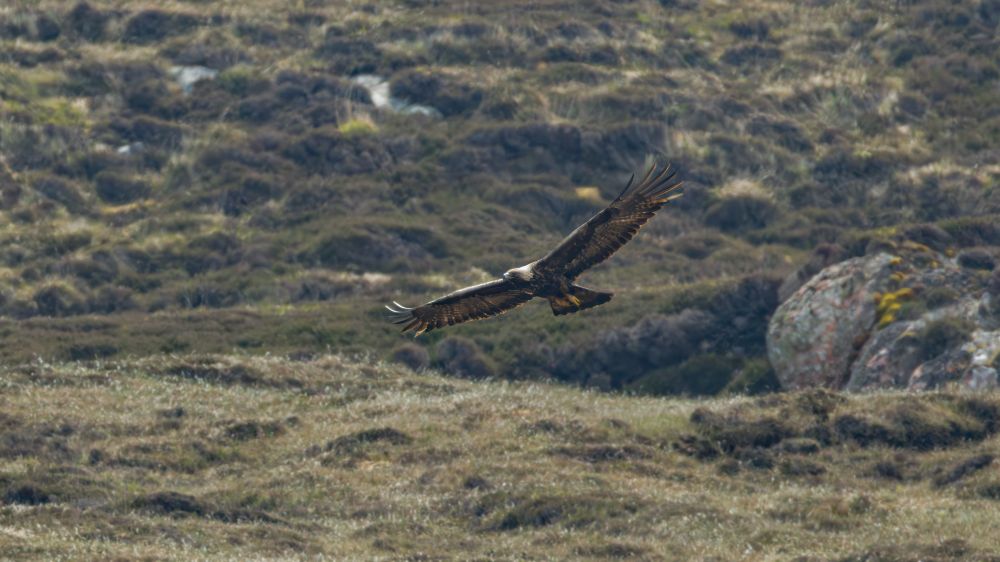 Golden eagle