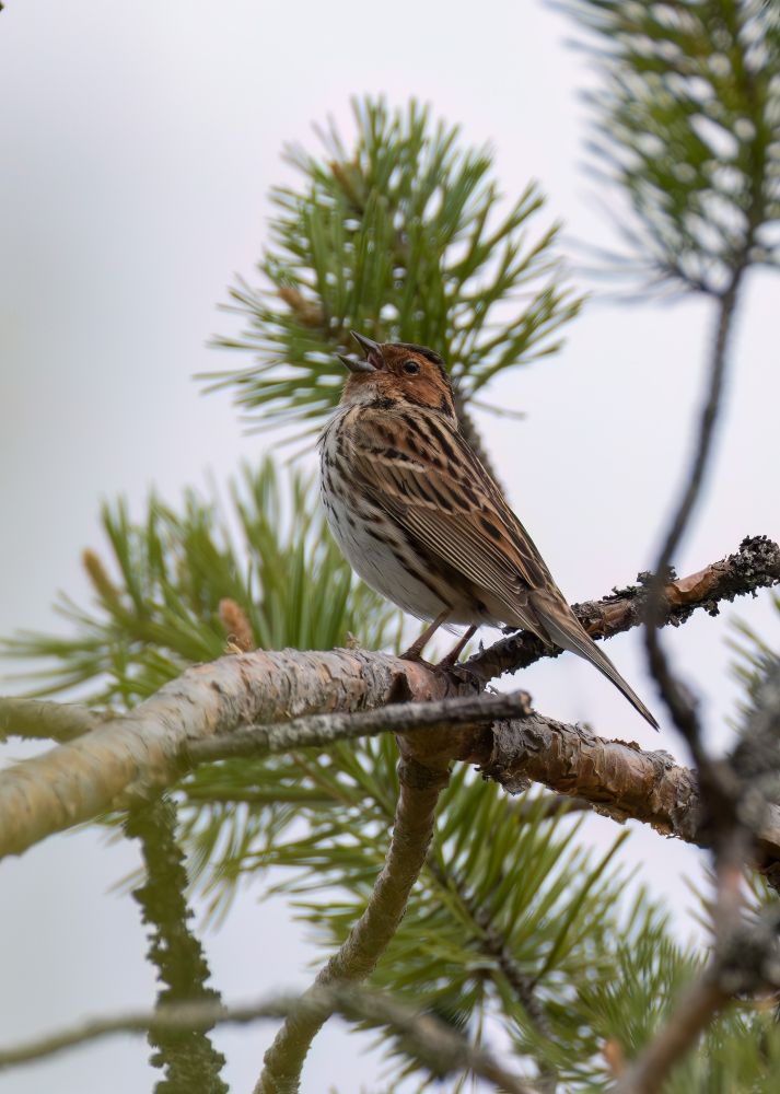 Little bunting