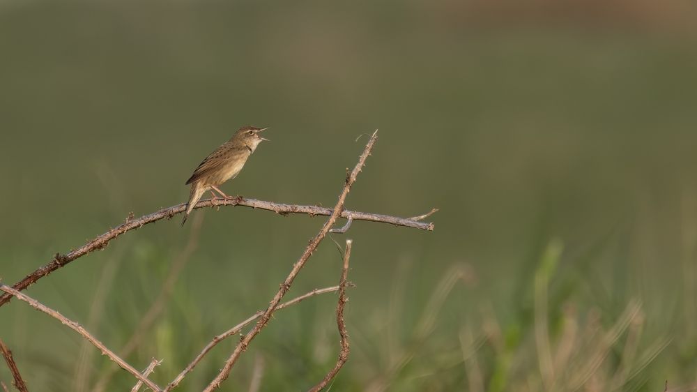 Grasshopper warbler