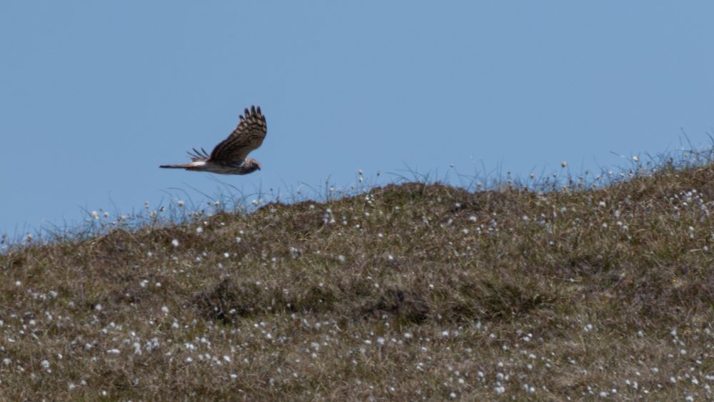 Hen harrier