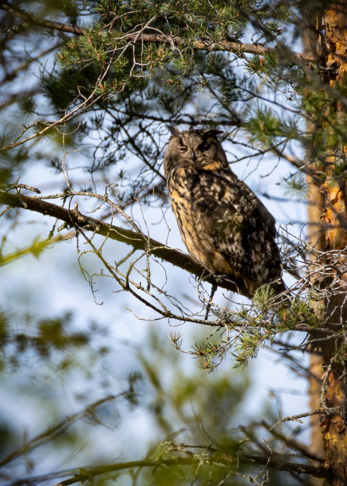 Eagle owl