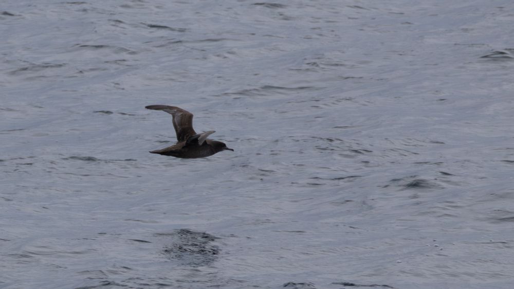 Sooty shearwater