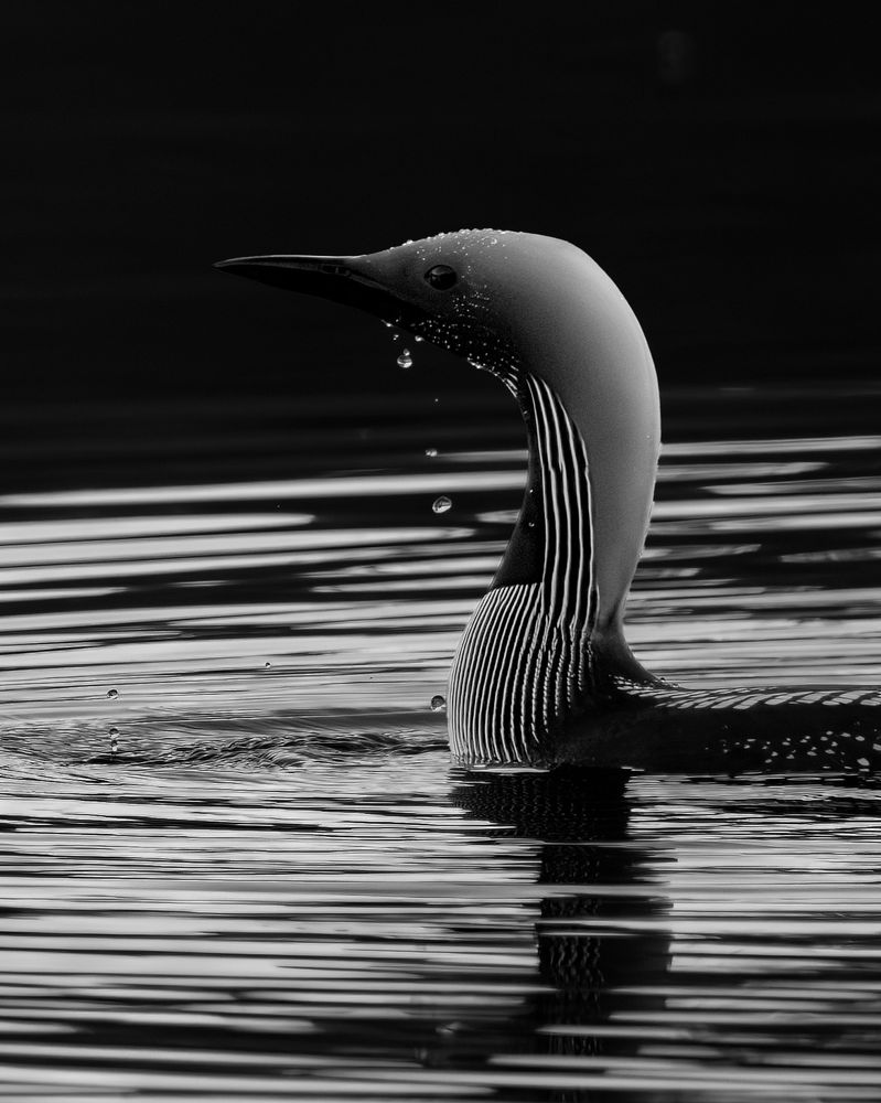 Black-throated diver