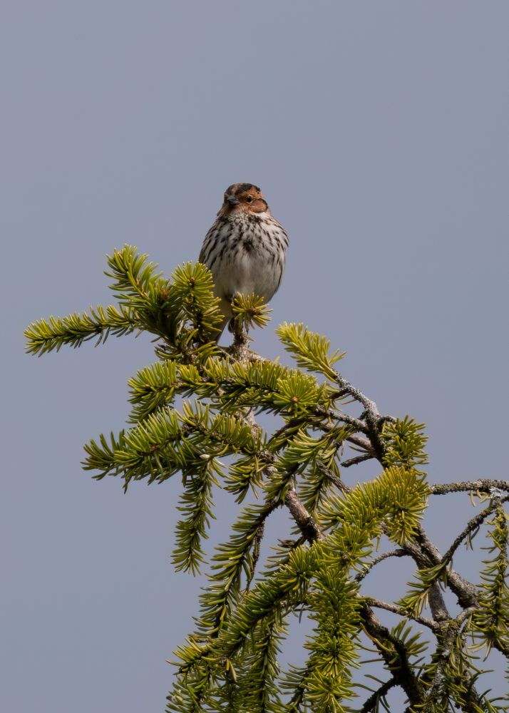 Little bunting