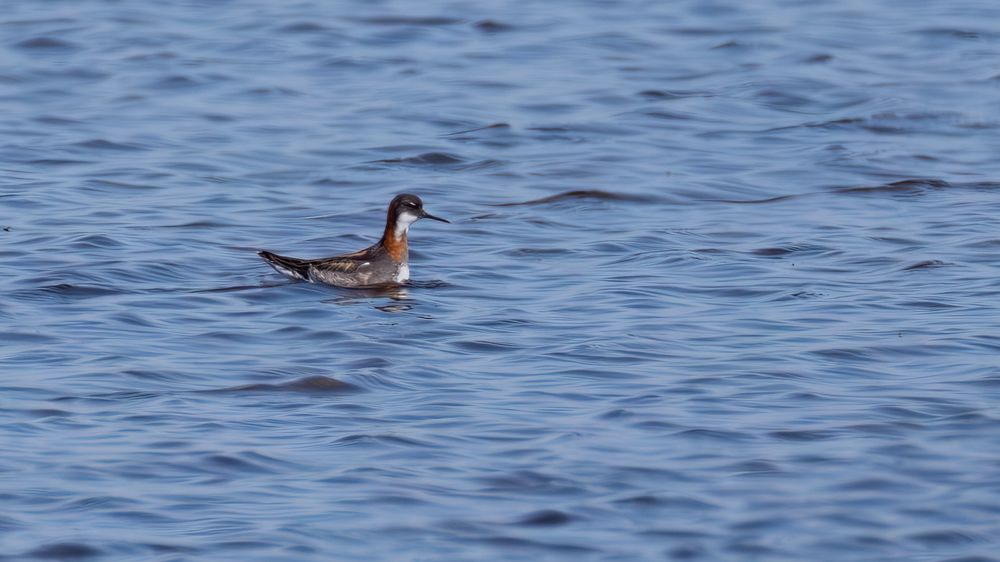 Red-necked phalarope