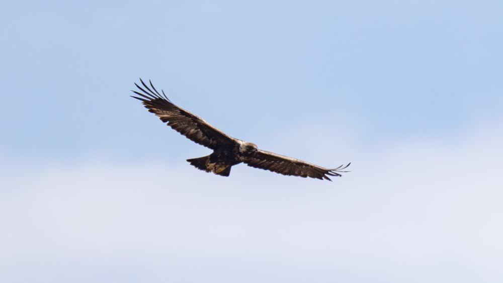 Golden eagle