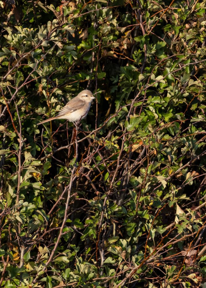 Isabelline shrike (Daurian)