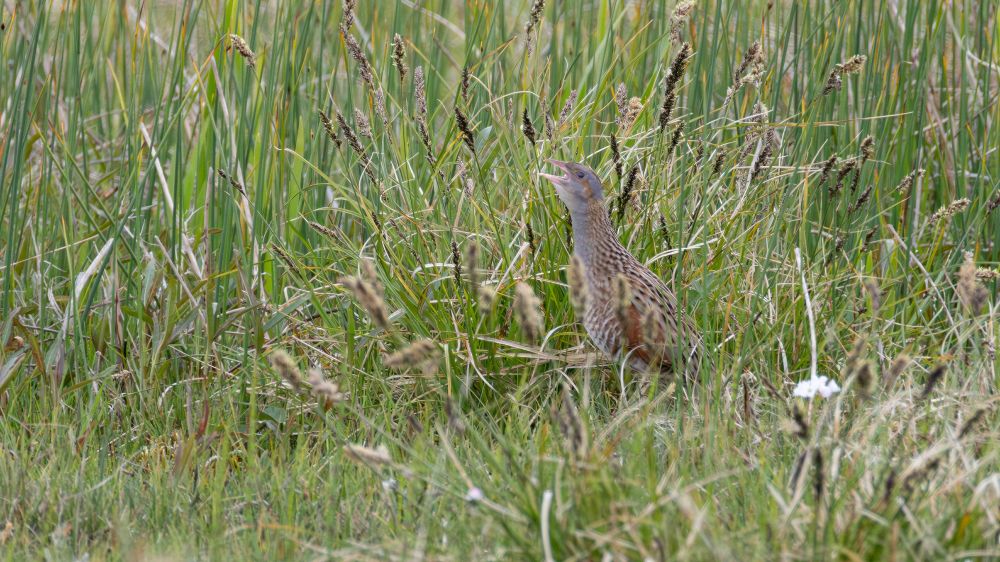 Corncrake