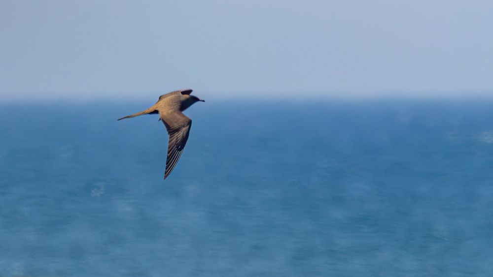 Arctic skua