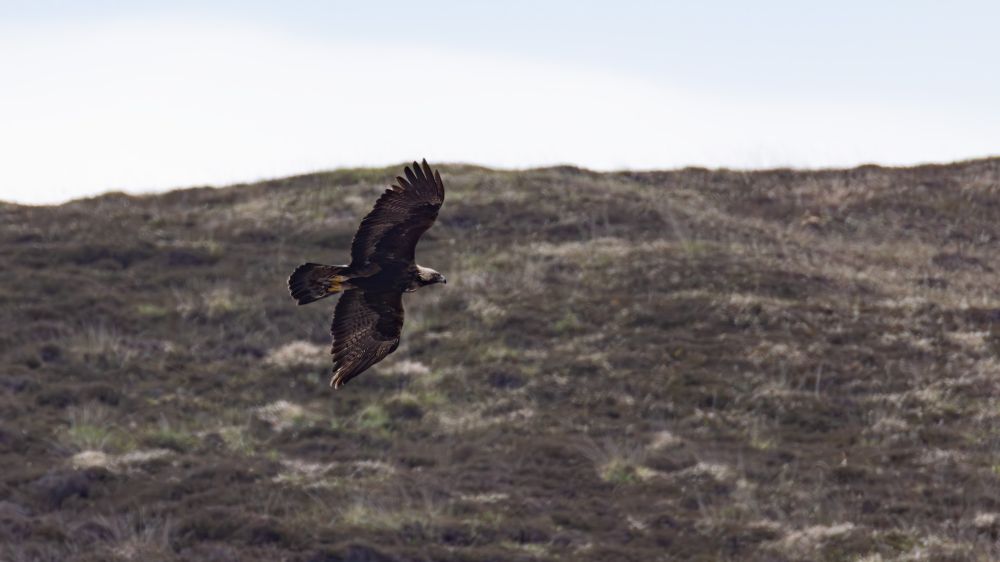 Golden eagle