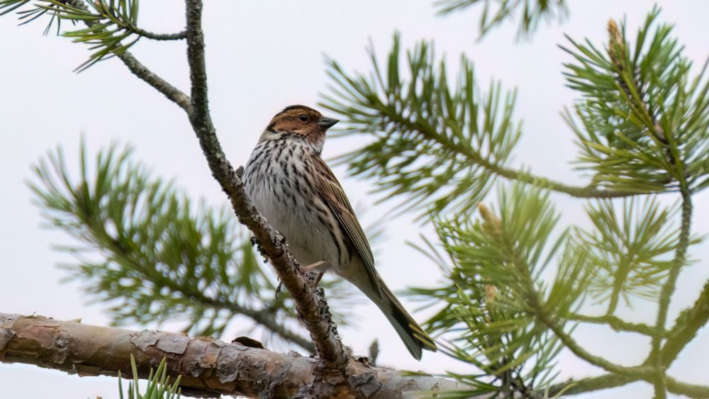 Little bunting
