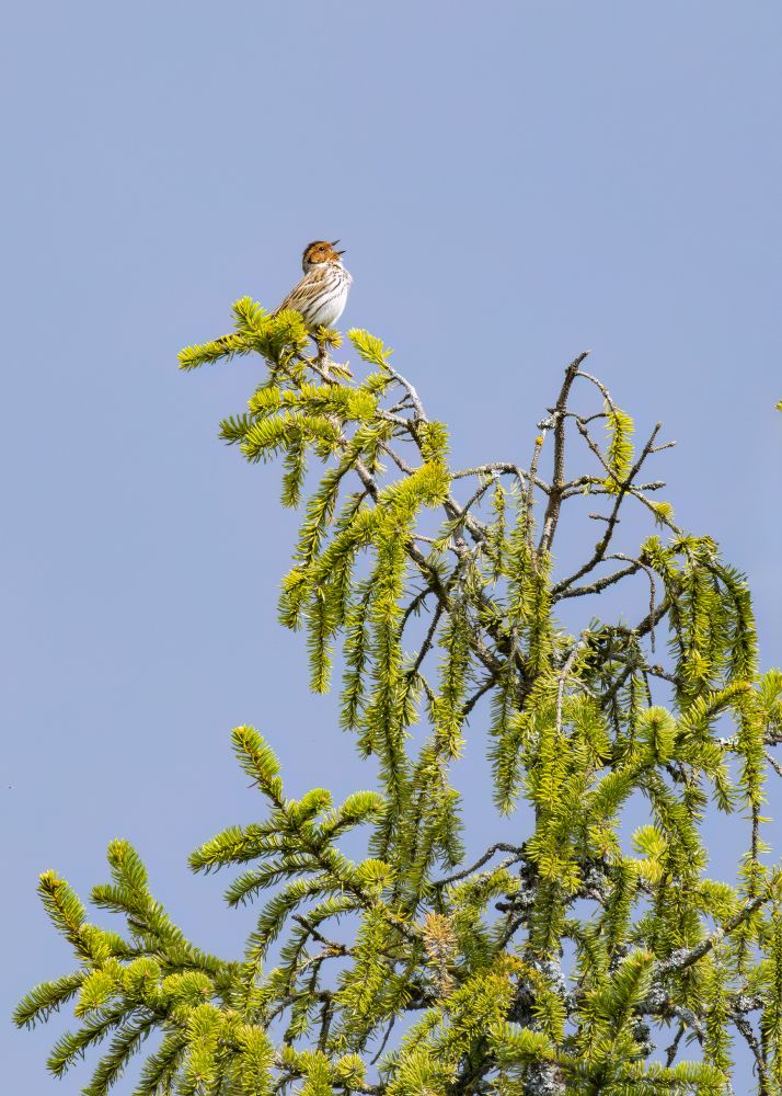 Little bunting