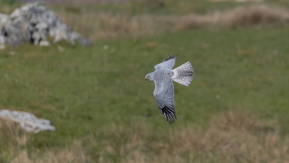 Hen harrier