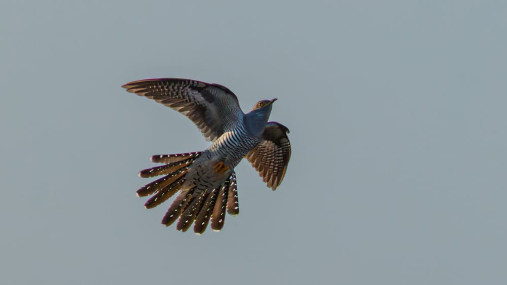 Male cuckoo