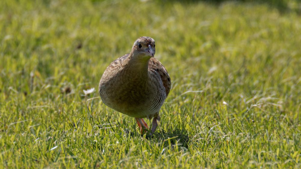 Corncrake