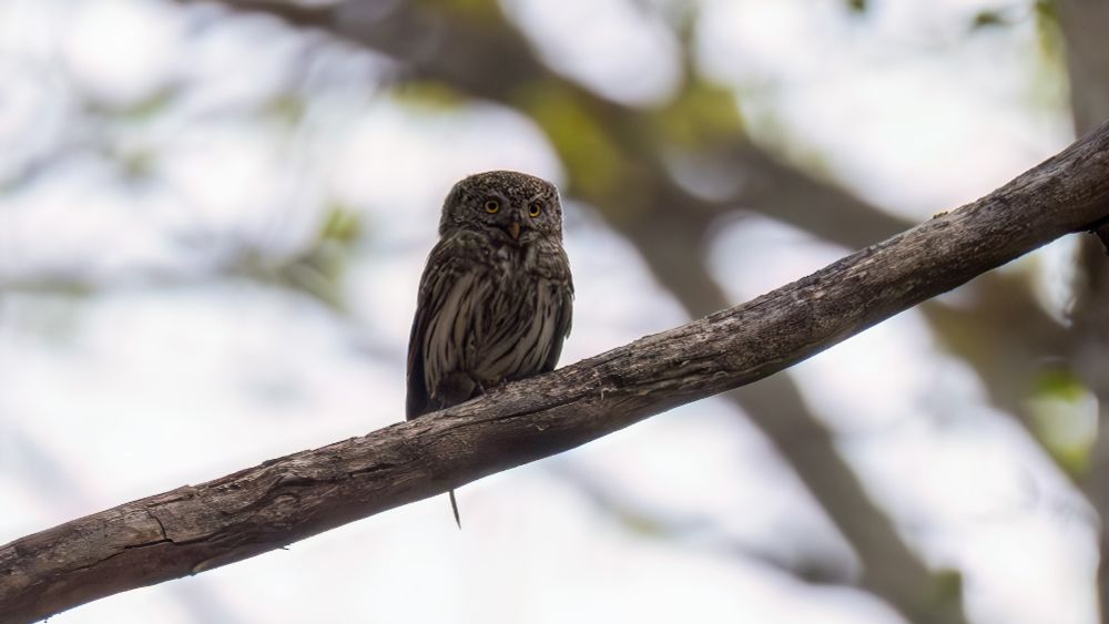 Pygmy owl