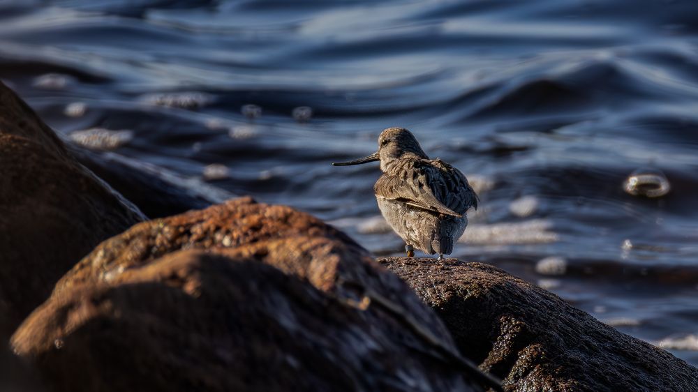 Terek sandpiper