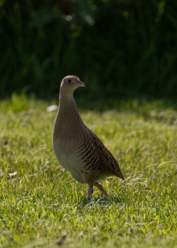 Corncrake