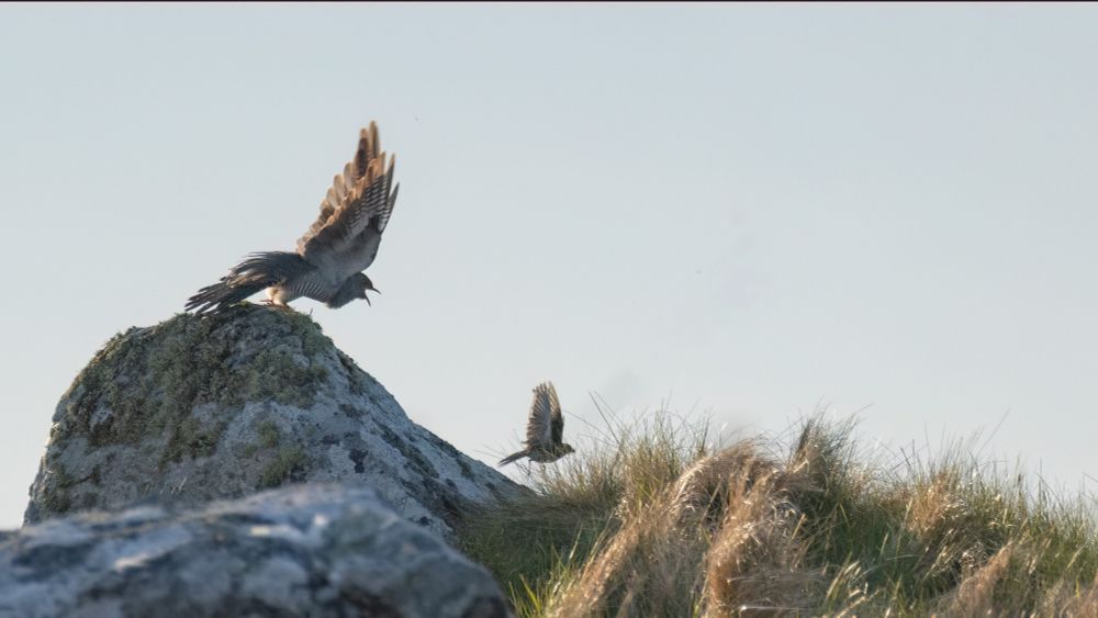 Cuckoo and meadow pipit