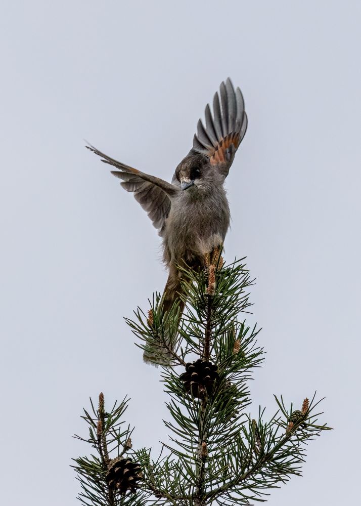 Siberian jay