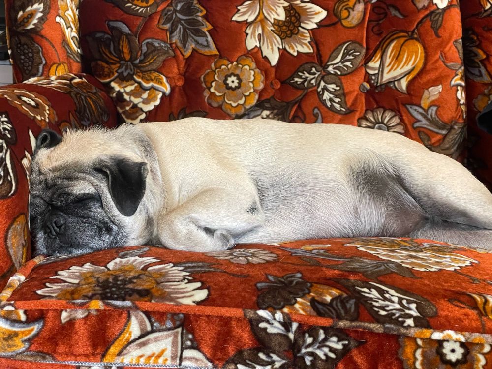 A pug partially laying on his side and stomach while napping on a couch.