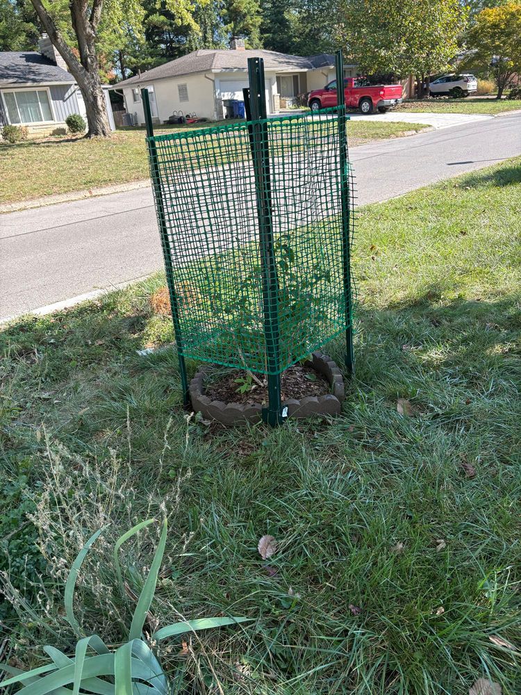 A young bushy seven-sons plant, with only bare, half-eaten twigs at the top, surrounded by green plastic mesh tied to green garden stakes.