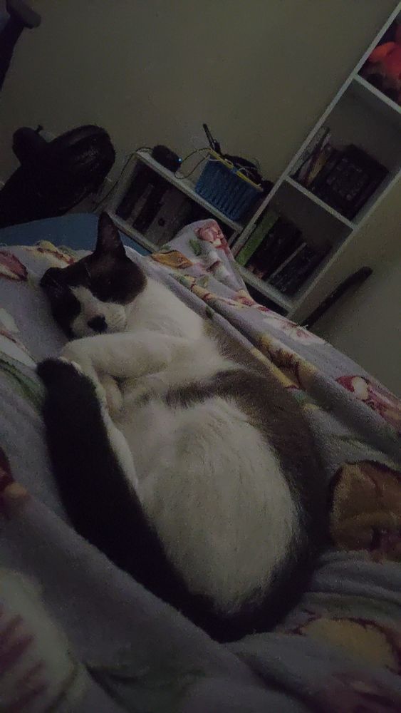 A white and gray cat lays on its side, curled up, on top of a purple floral blanket. The room is slightly dark, and under the blankets, the contours of legs can be seen, which the cat is laying on top of.