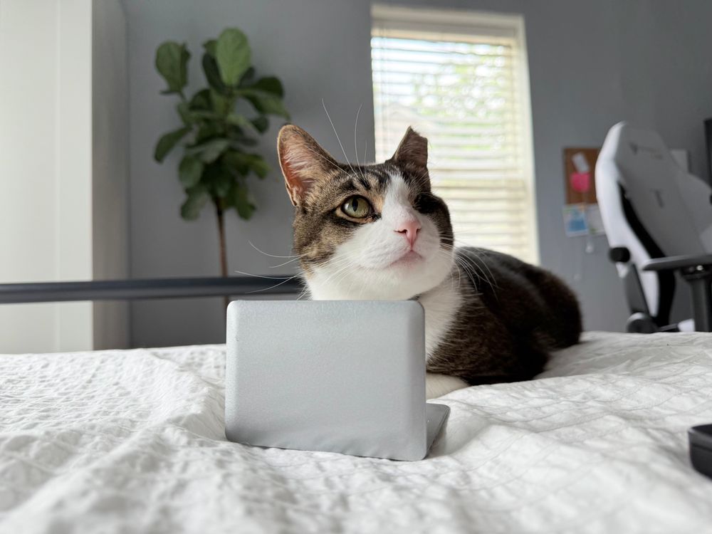 gray and white cat with a tiny laptop, a plant and a window behind him, an office chair in the far right